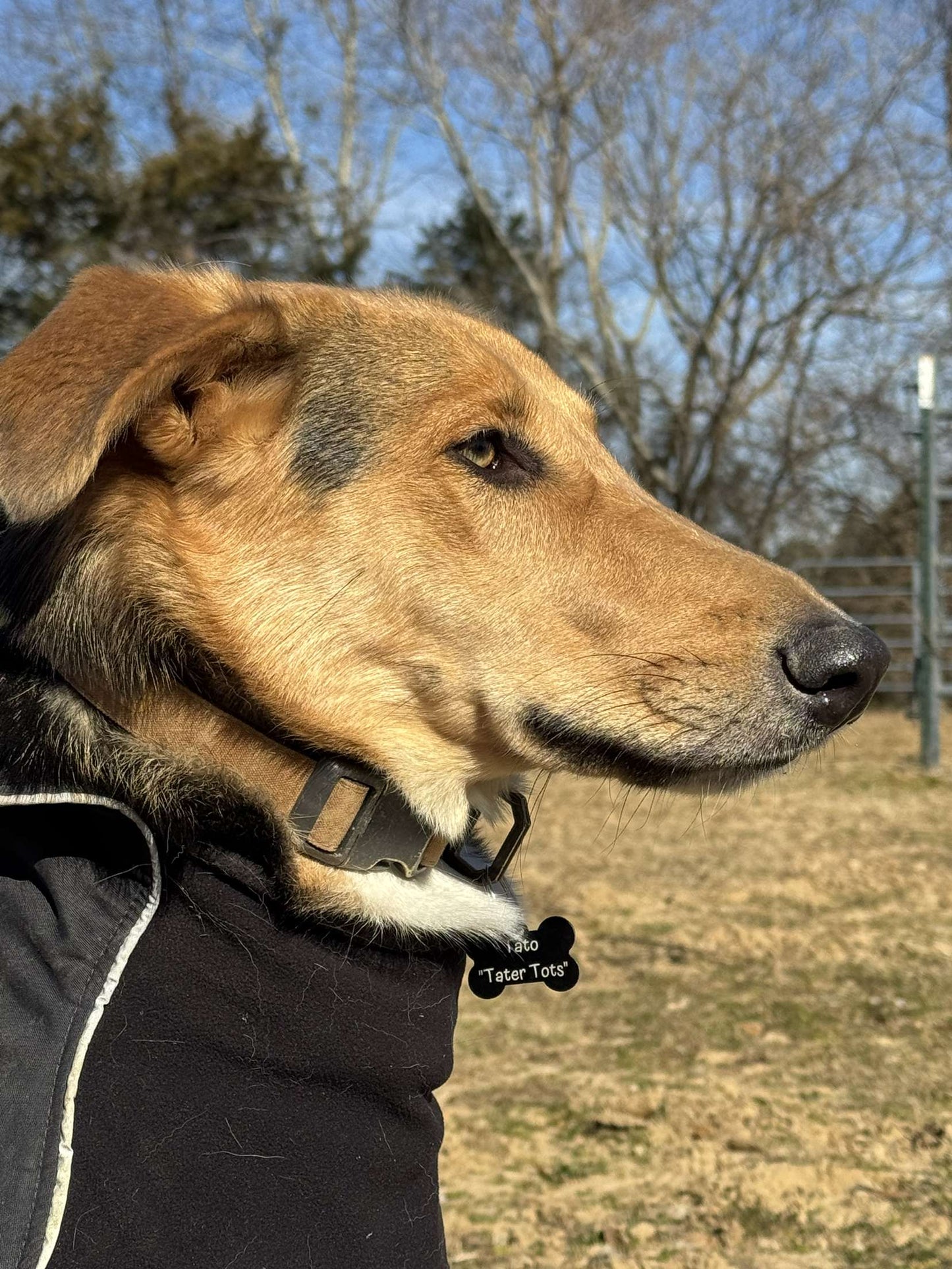 Bone Shaped Dog Tag